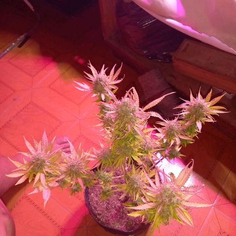 Mango Juice growlog timeline photo