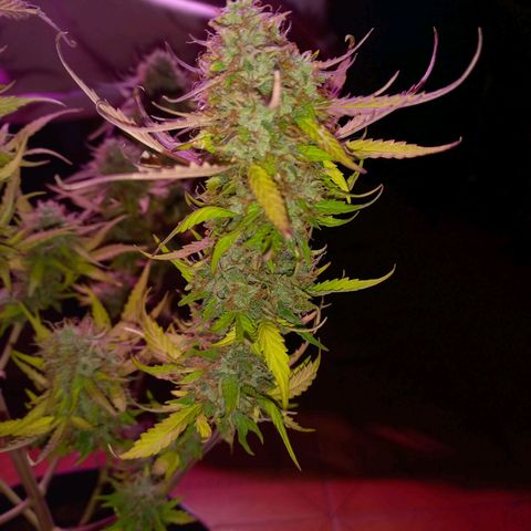 Mango Juice growlog timeline photo