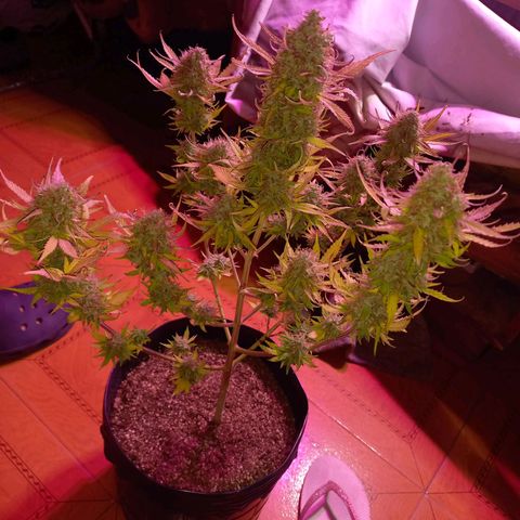 Mango Juice growlog timeline photo
