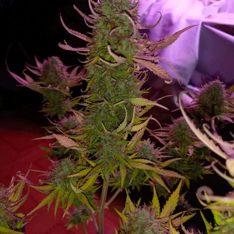 Mango Juice growlog timeline photo