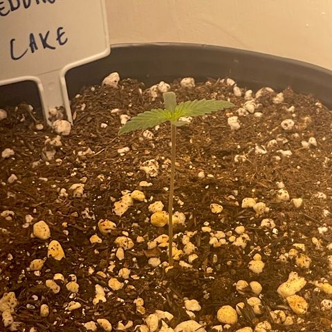 Wedding Cake growlog photo: Just starting to open up 2nd pair of leaves 🍃 water her when i woke up this morning