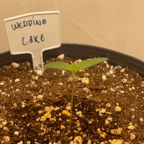 Wedding Cake growlog photo: Second pair of leaves starting to grow, been a little hard to control grow temperature below 30 celsius