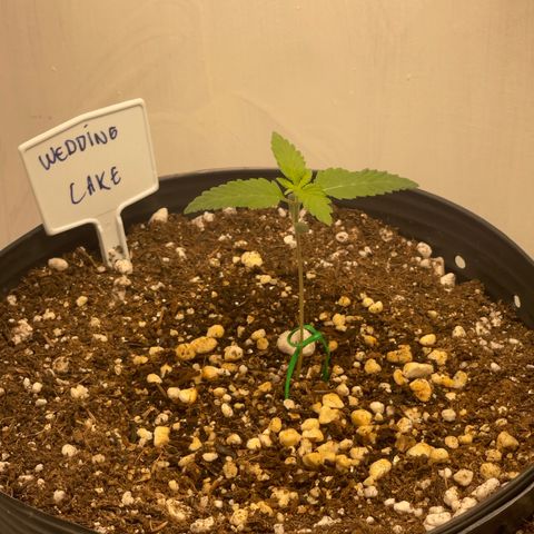 Wedding Cake growlog photo: Growing besutifully