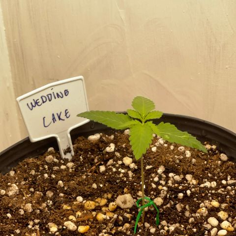 Wedding Cake growlog timeline photo