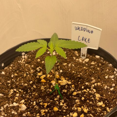 Wedding Cake growlog photo: First fan leaves forming 🍂 