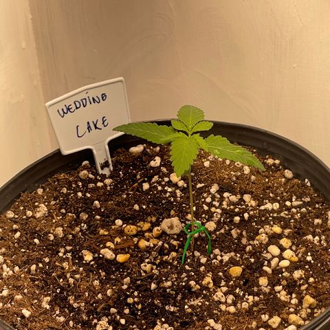 Wedding Cake growlog timeline photo