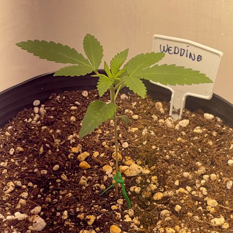 Wedding Cake growlog timeline photo