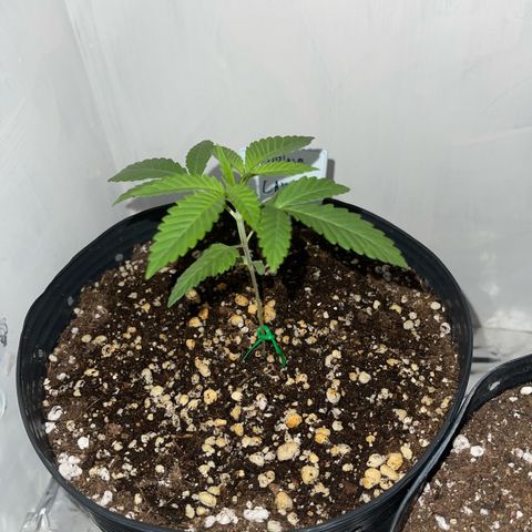 Wedding Cake growlog timeline photo