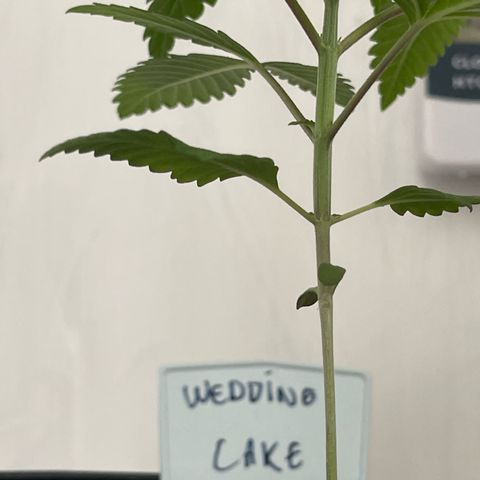Wedding Cake growlog photo: Growing healthy