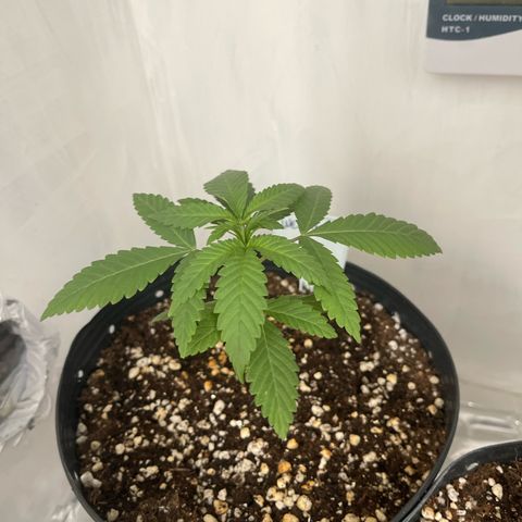 Wedding Cake growlog photo: Growing healthy
