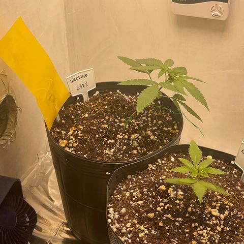 Wedding Cake growlog photo: Added trap, saw a bug, lets see if i catch them