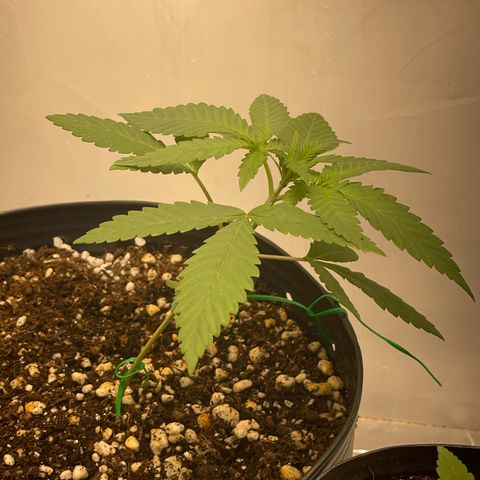 Wedding Cake growlog timeline photo
