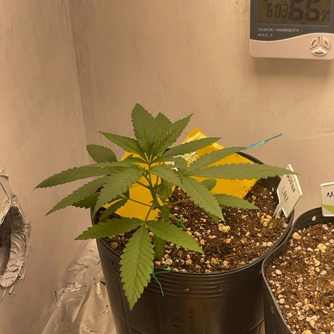 Wedding Cake growlog timeline photo