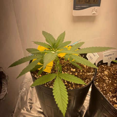 Wedding Cake growlog timeline photo
