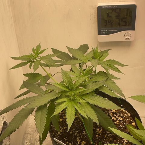 Wedding Cake growlog timeline photo