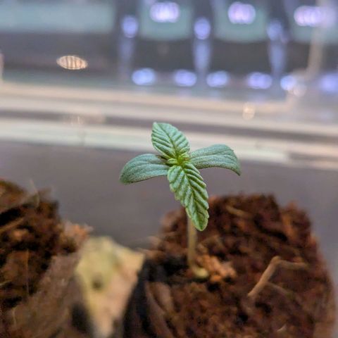 Blueberry Auto growlog timeline photo