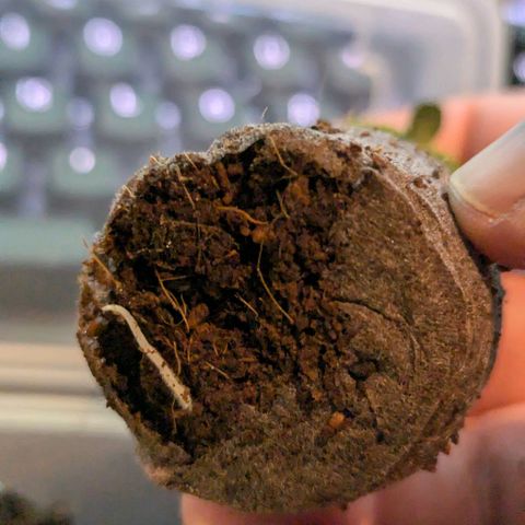 Blueberry Auto growlog timeline photo