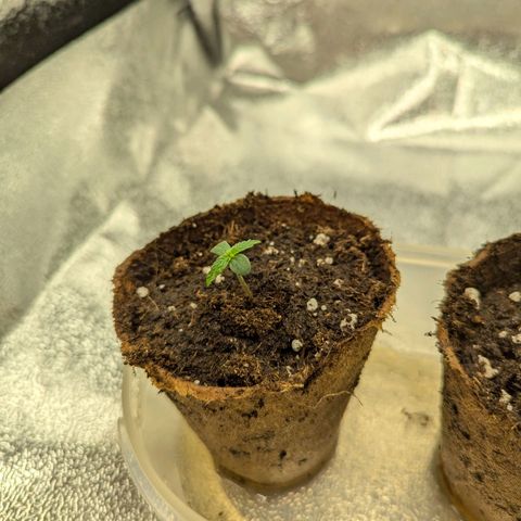 Blueberry Auto growlog timeline photo