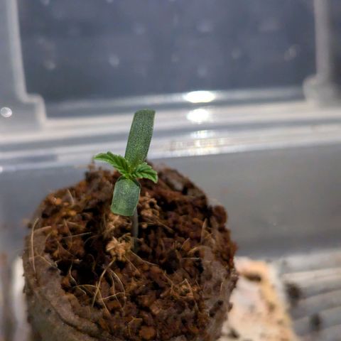 Pineapple Muffin Auto growlog timeline photo
