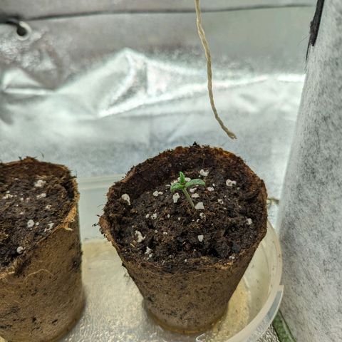 Pineapple Muffin Auto growlog timeline photo