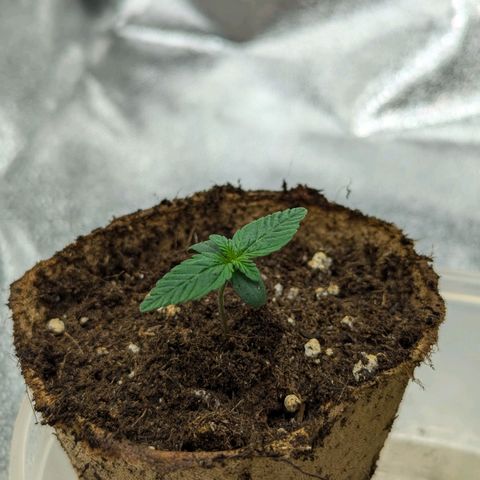Blueberry Auto growlog timeline photo