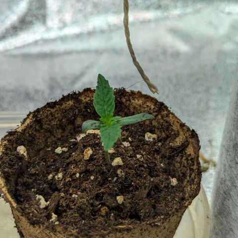 Pineapple Muffin Auto growlog timeline photo