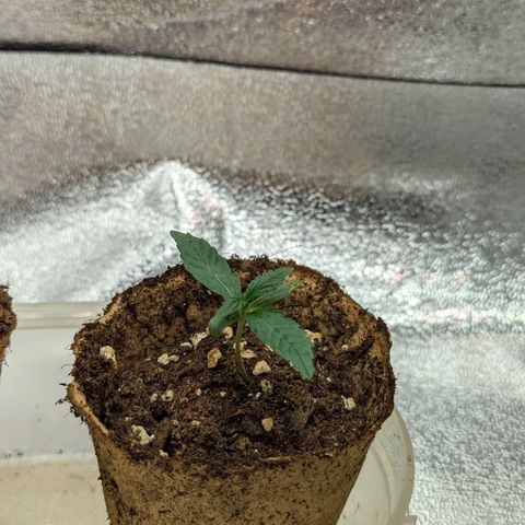 Pineapple Muffin Auto growlog timeline photo