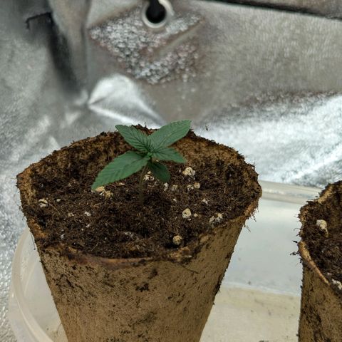 Blueberry Auto growlog timeline photo
