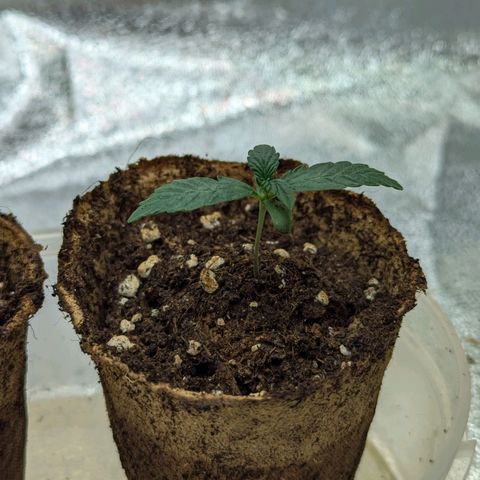 Pineapple Muffin Auto growlog timeline photo
