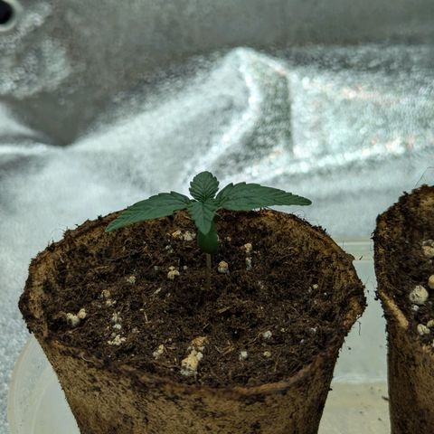 Blueberry Auto growlog timeline photo