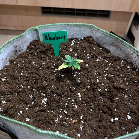 Blueberry Auto growlog timeline photo