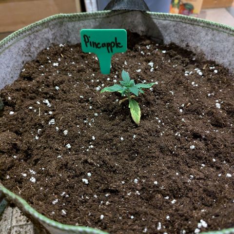 Pineapple Muffin Auto growlog timeline photo