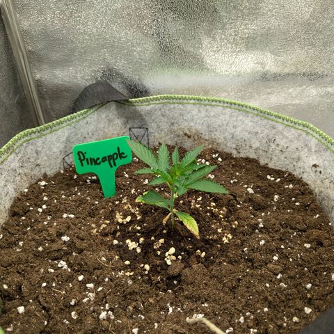 Pineapple Muffin Auto growlog timeline photo