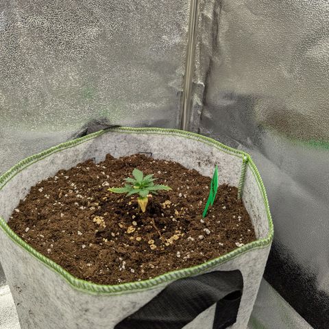 Blueberry Auto growlog timeline photo