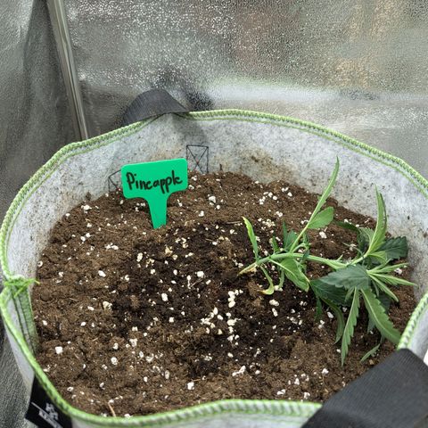 Pineapple Muffin Auto growlog timeline photo