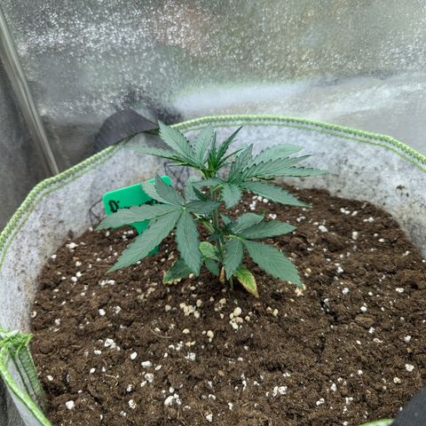 Pineapple Muffin Auto growlog timeline photo