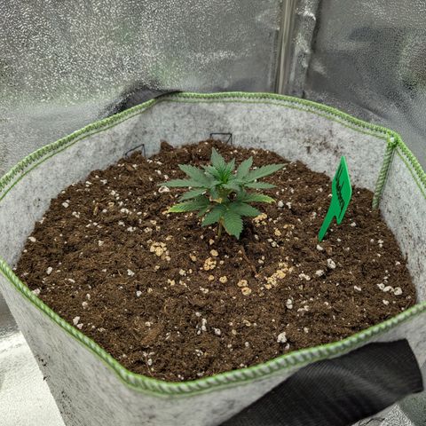 Blueberry Auto growlog timeline photo