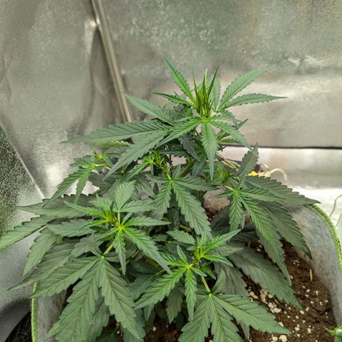 Pineapple Muffin Auto growlog timeline photo