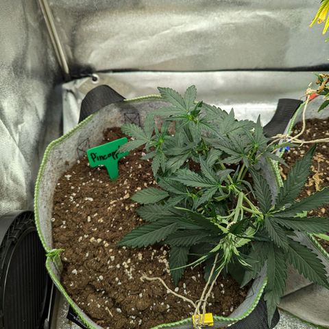 Pineapple Muffin Auto growlog timeline photo