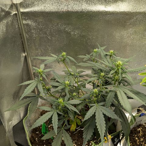Pineapple Muffin Auto growlog timeline photo
