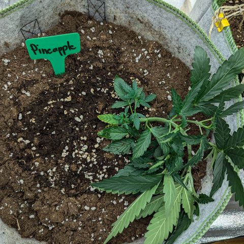 Pineapple Muffin Auto growlog timeline photo