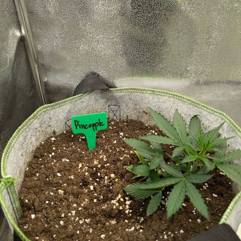 Pineapple Muffin Auto growlog timeline photo