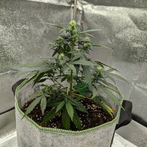 Blueberry Auto growlog timeline photo