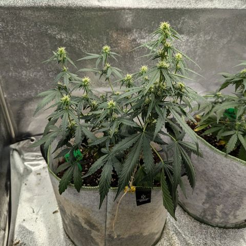 Pineapple Muffin Auto growlog timeline photo