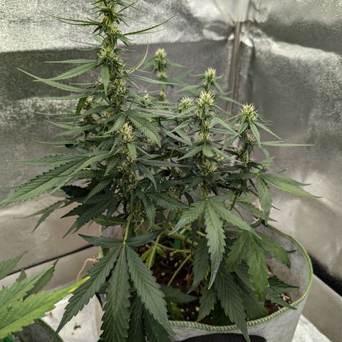 Pineapple Muffin Auto growlog timeline photo
