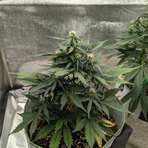 Blueberry Auto growlog timeline photo