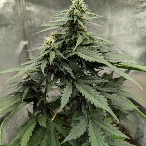 Blueberry Auto growlog timeline photo