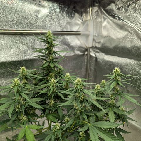 Pineapple Muffin Auto growlog timeline photo