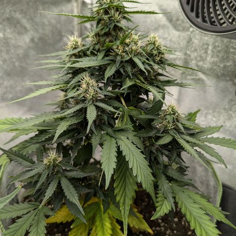 Blueberry Auto growlog timeline photo
