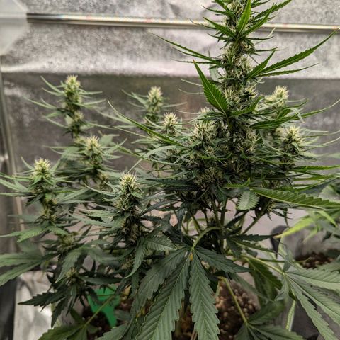 Pineapple Muffin Auto growlog timeline photo